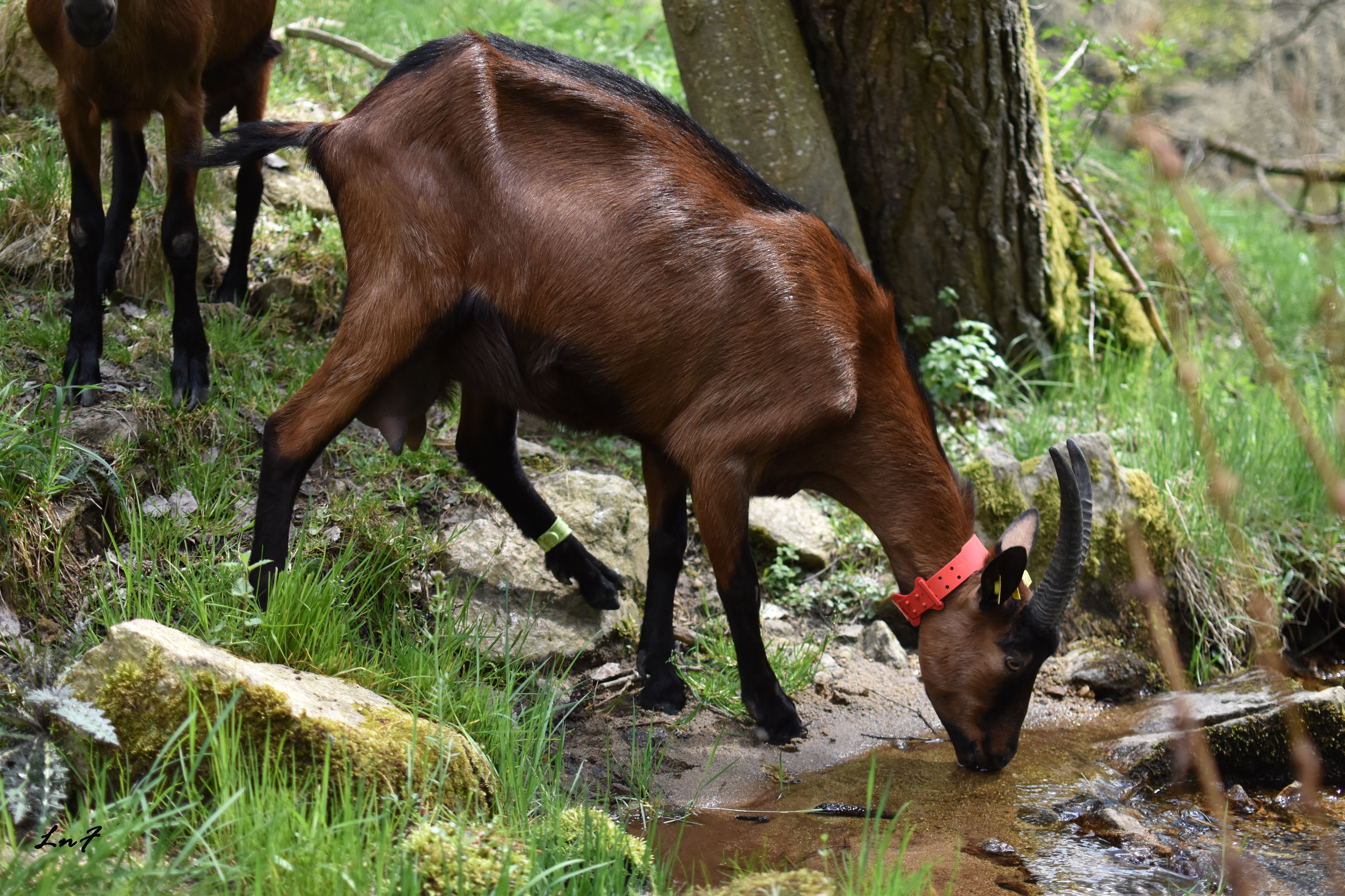 Chèvre dans la nature