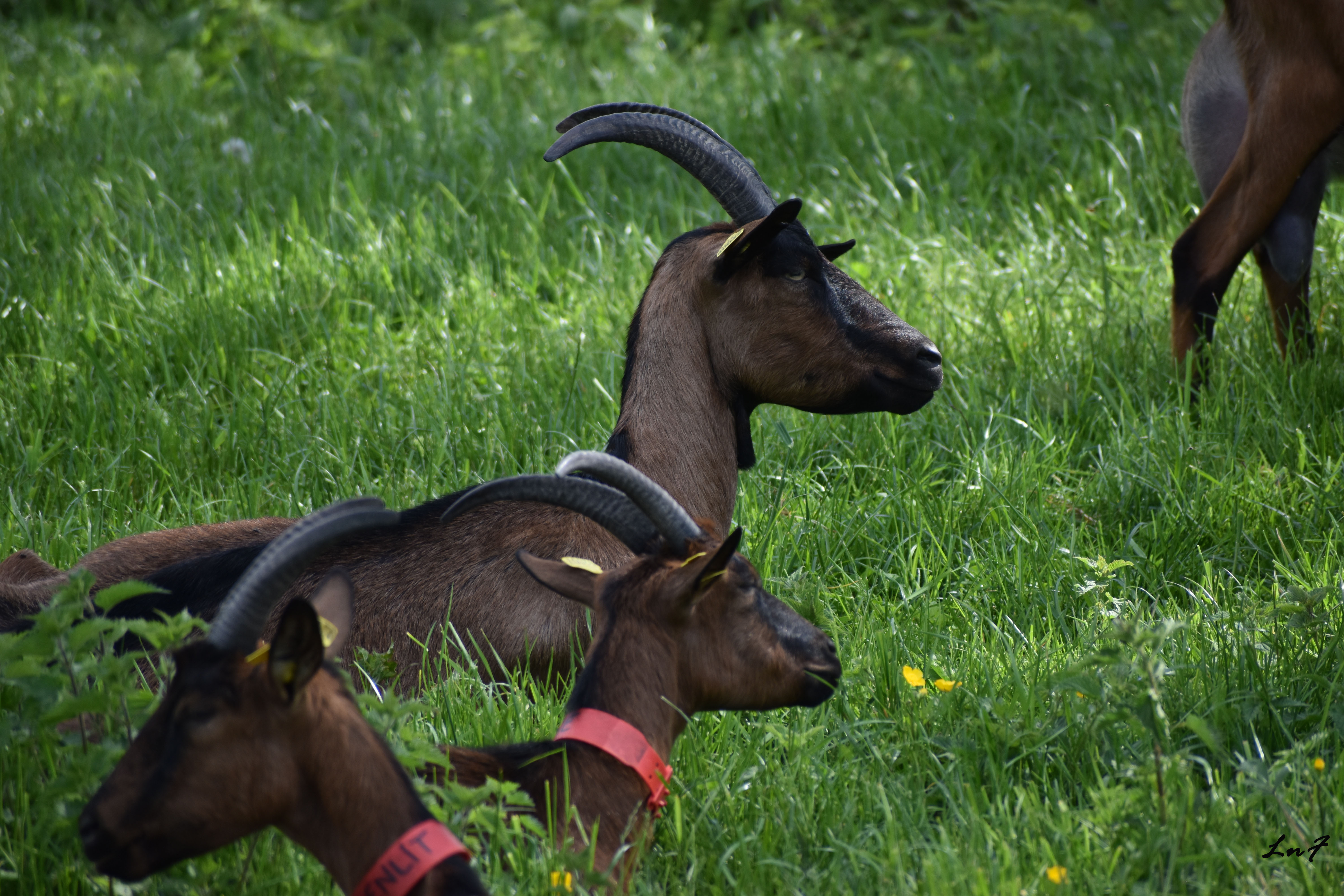 Chèvre dans la nature